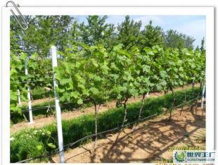 優(yōu)質(zhì)葡萄酒OEM加工-煙臺大型葡萄種植、釀造基地-浩源_食品、飲料_世界工廠網(wǎng)中國產(chǎn)品信息庫